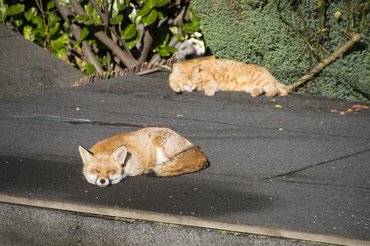 cat and fox sunbathing