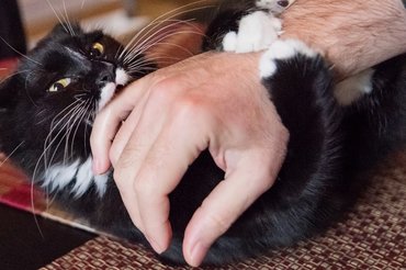 cat biting a humans arm