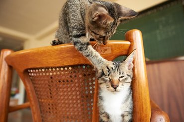 cat bugs cat sibling