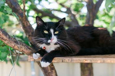 cat chilling on a tree