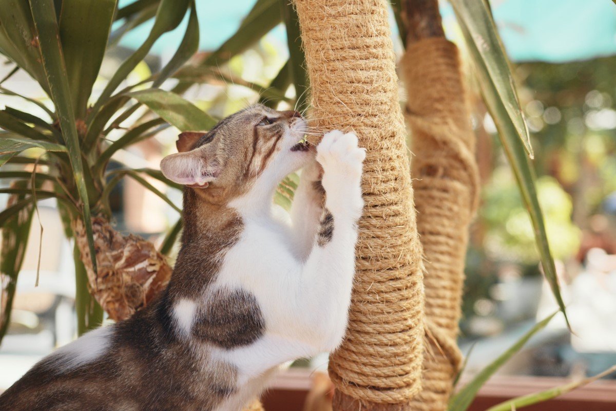 cat clawing a cat tree