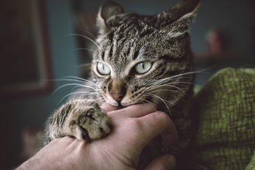 cat clings on owners hand