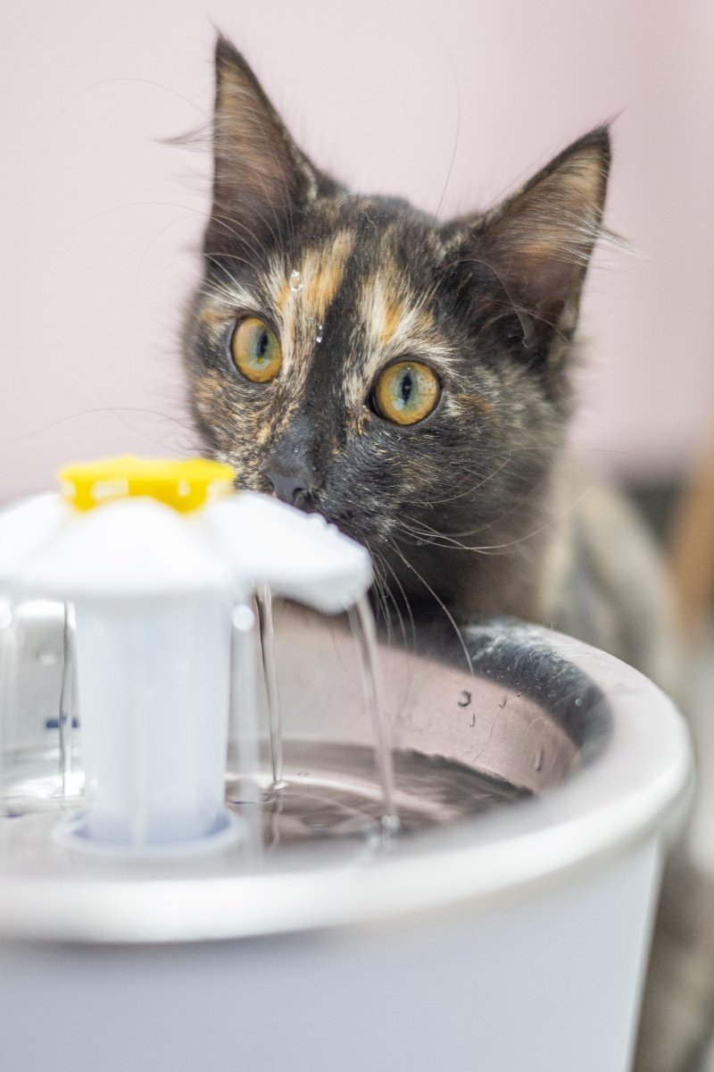 cat drinking from a cat fountain