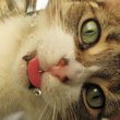 cat drinking from faucet