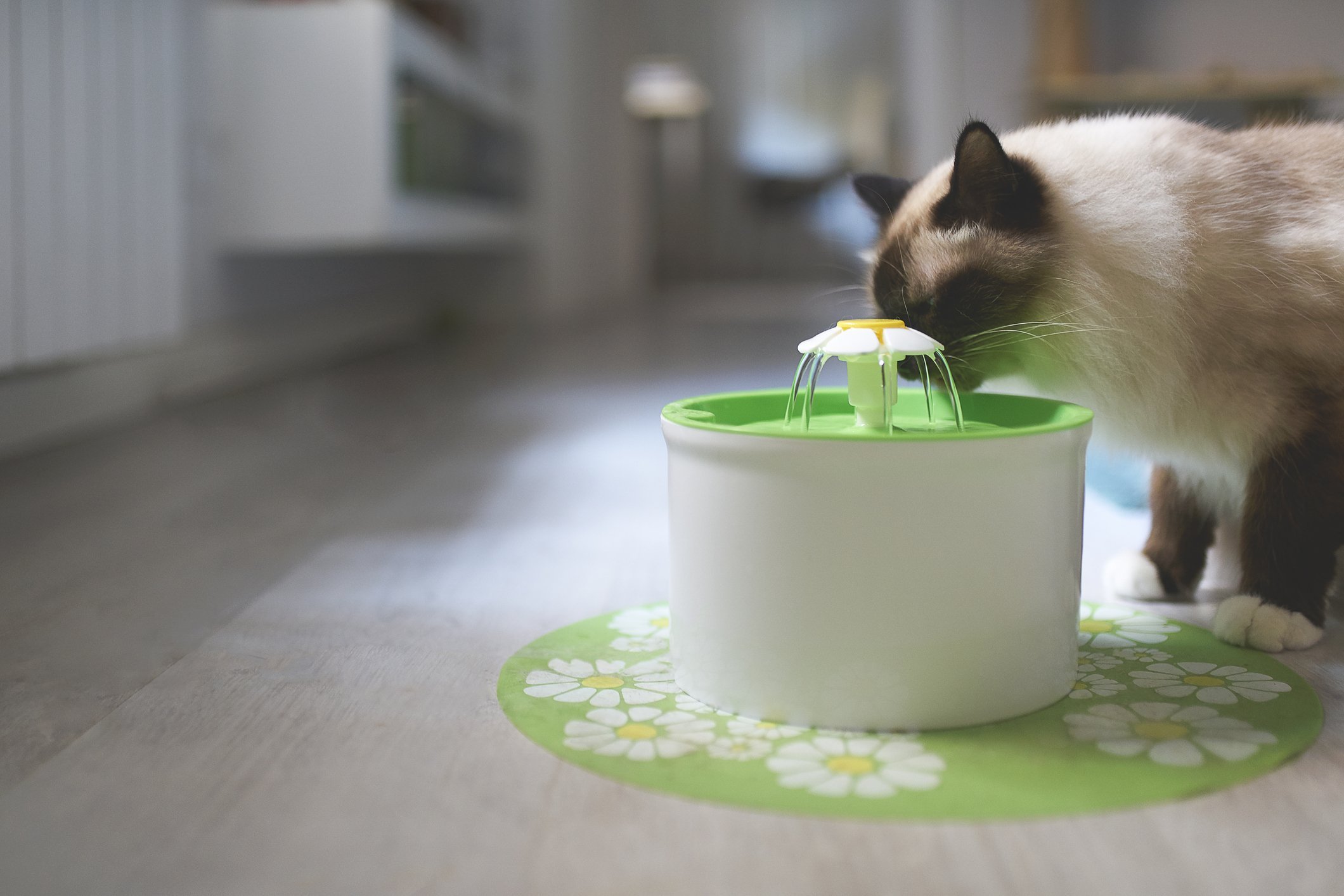 cat drinking from fountain