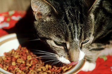 cat eating kibbles