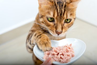 cat eating tuna from bowl