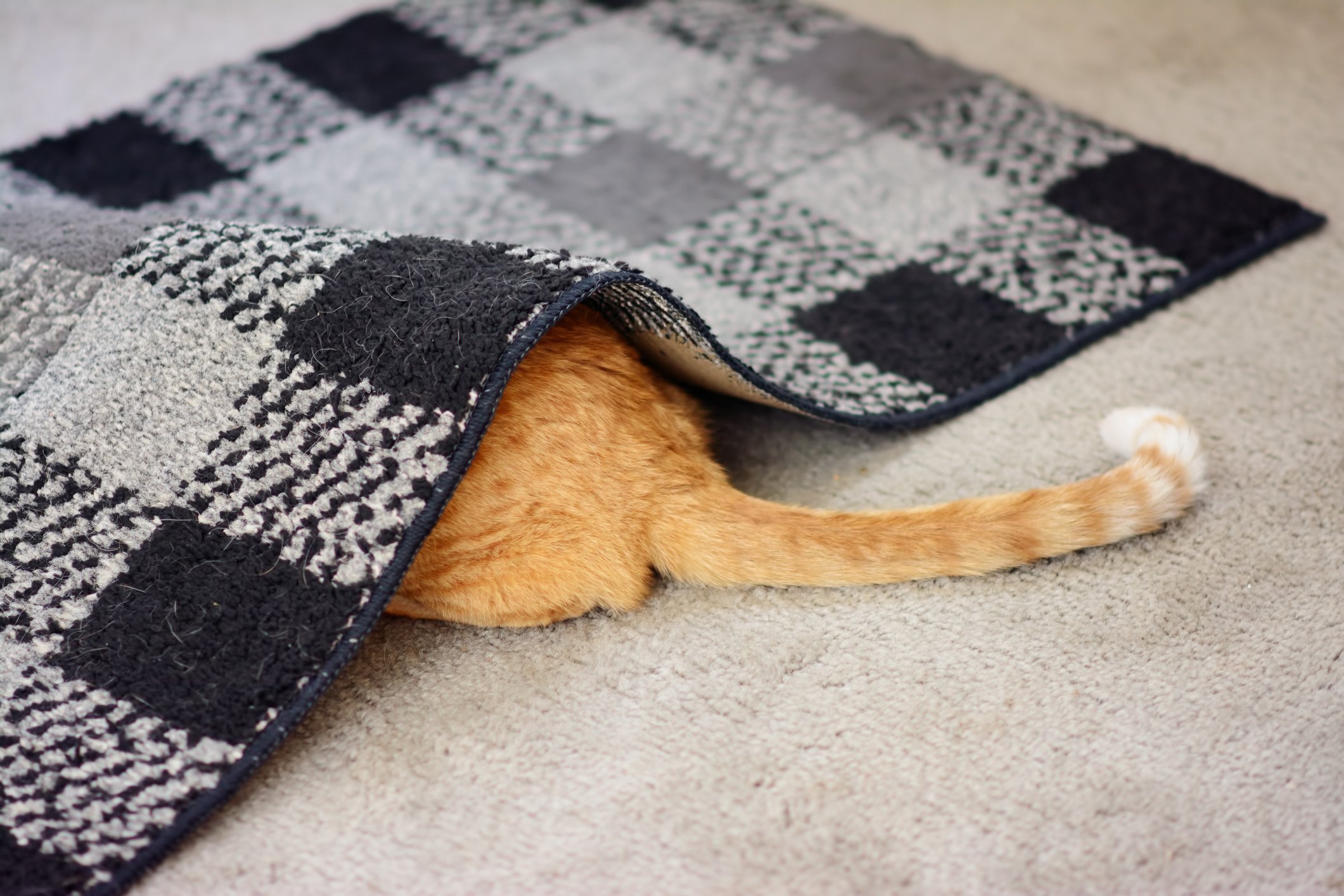 cat hiding under rug