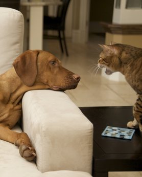 cat hisses at dog
