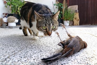cat hunted down a bird