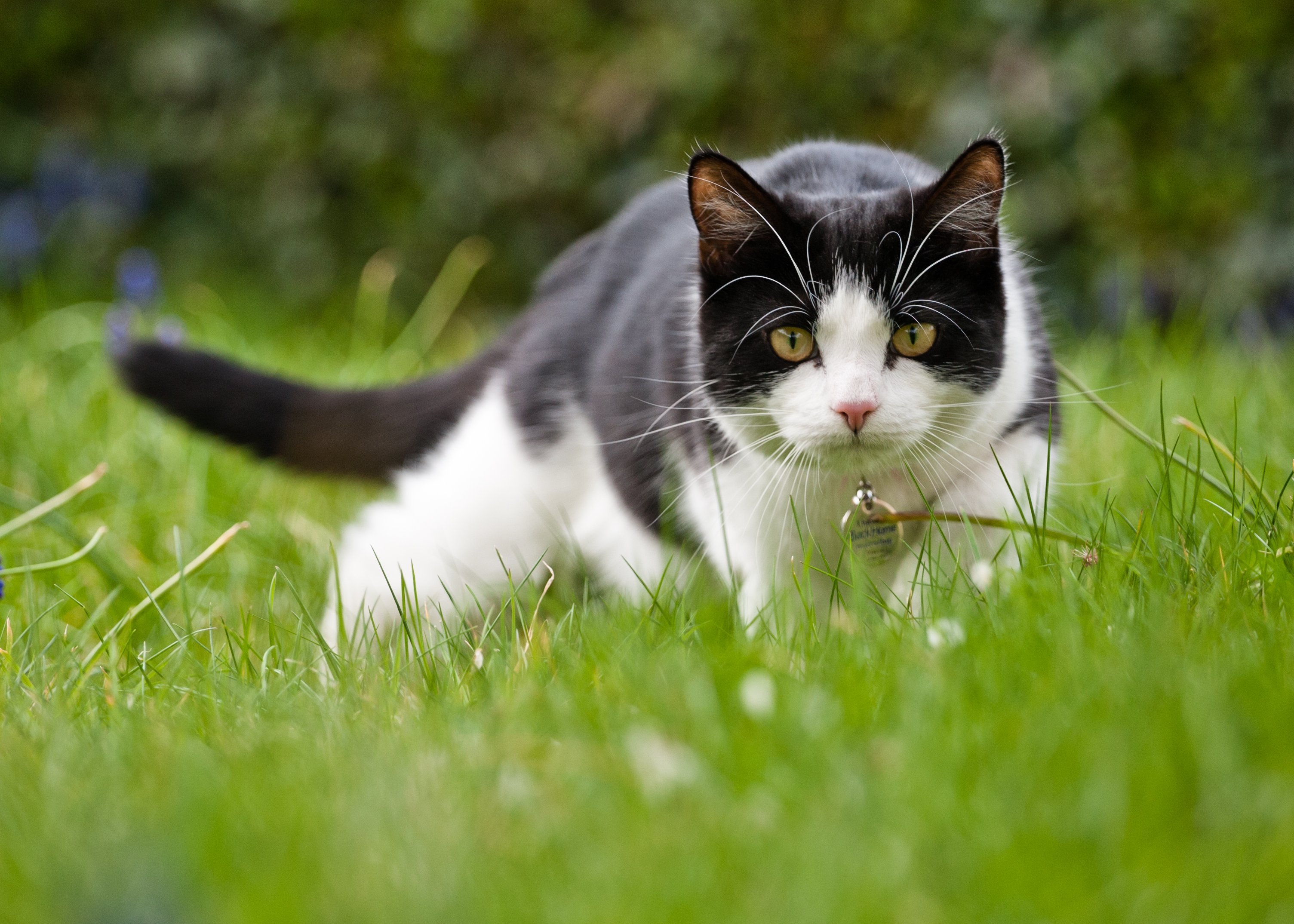 cat hunting in the yard