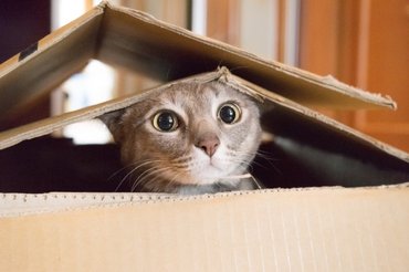 cat in a cardboard box