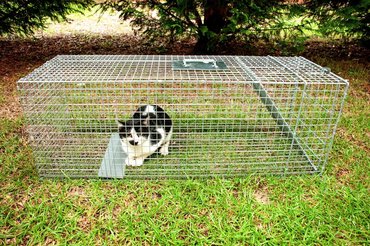 cat in a trap