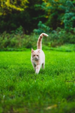 cat in a yard