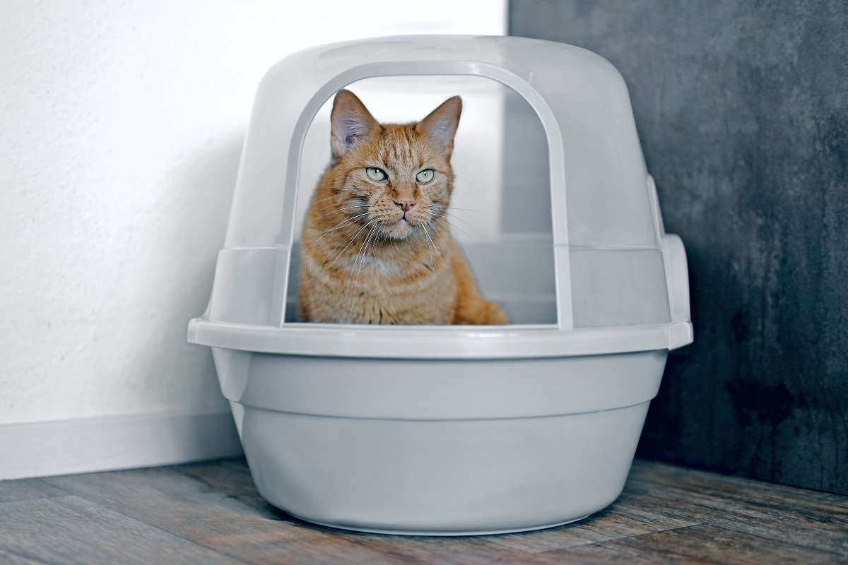 cat in litter box