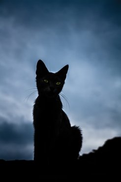 cat in the dark