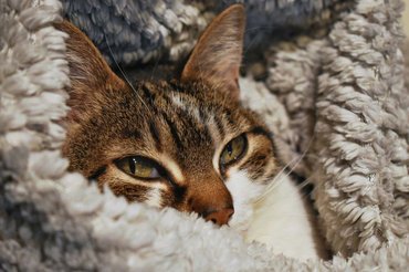 cat in warm blankets