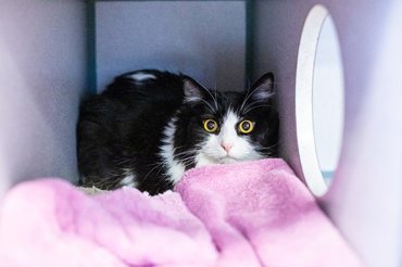 cat is hiding because being afraid