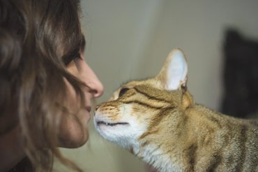 cat kissing owner