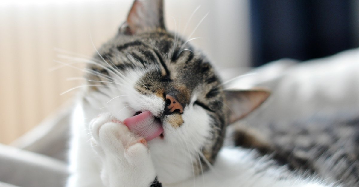 cat licking itself