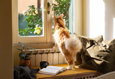 cat looking out a window