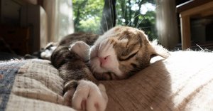 cat lounging on a bed