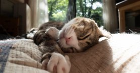 cat lounging on a bed