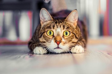 cat lying down watching