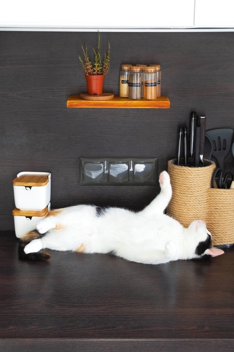 cat lying on a kitchen isle
