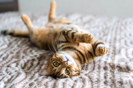 cat lying on its back on a bed