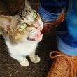 cat meows at humans feet
