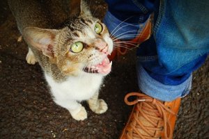 cat meows at humans feet