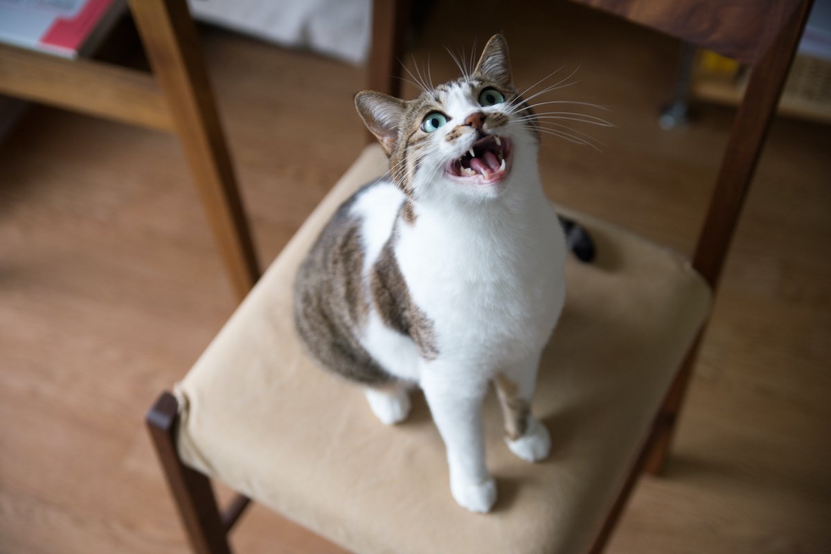 cat meows on chair