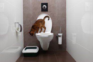 cat on a toilet