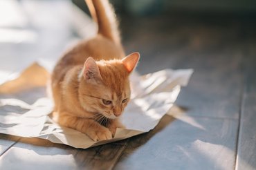 cat playing with a piece of paper