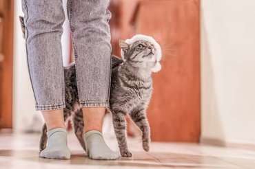 cat rubbing against owner's leg