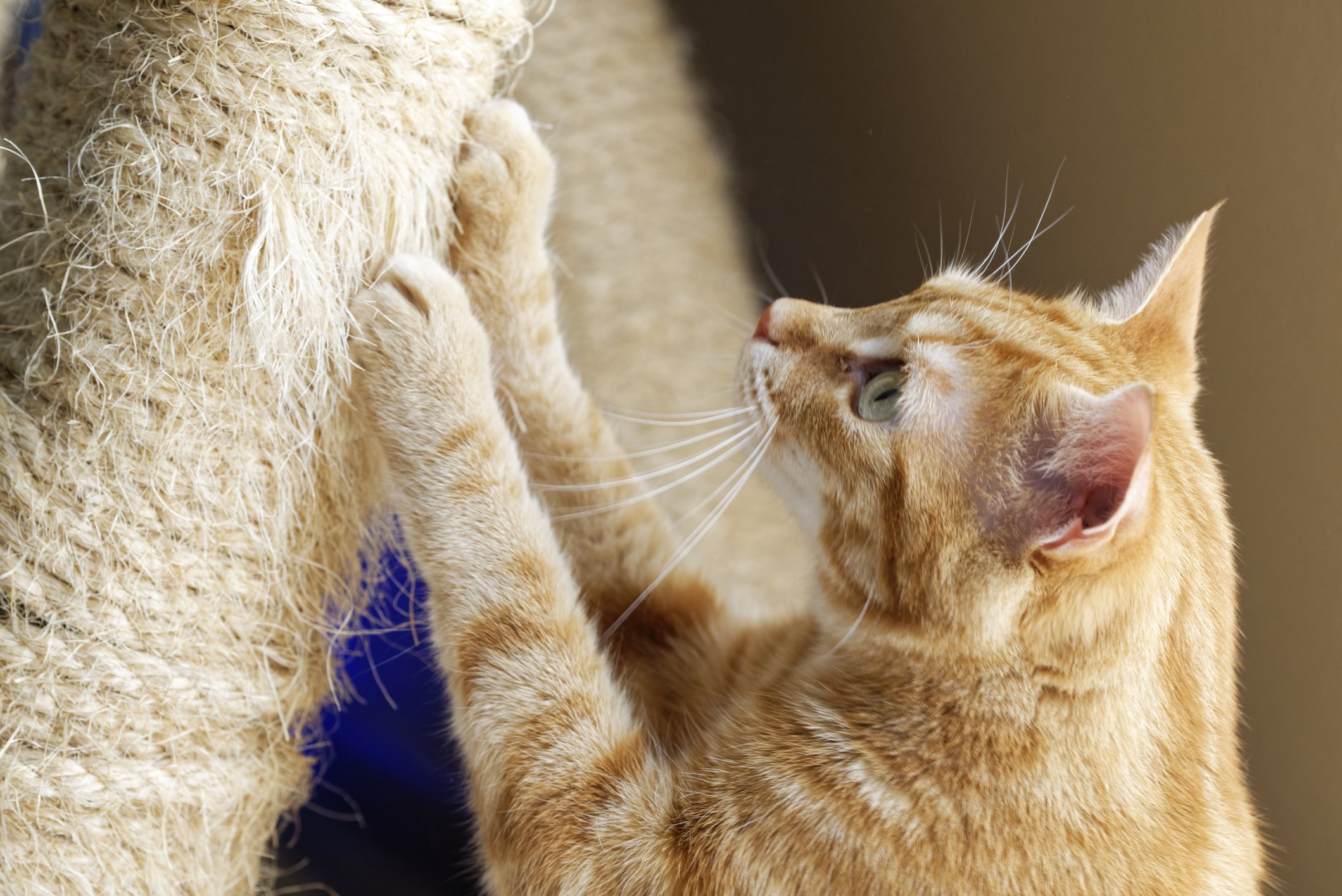 cat scratches