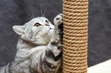 cat scratching on a scratching post
