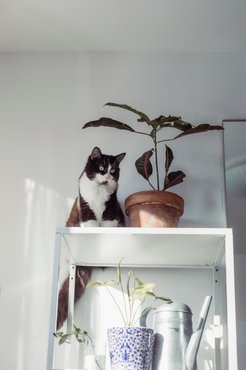 cat sitting on a high shelf