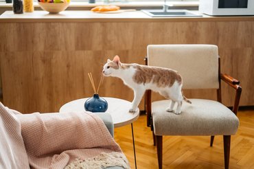 cat sniffing the diffuser