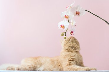cat sniffs an orchid
