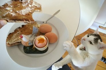 cat stealing food from the table