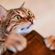 cat trying to climb on a table