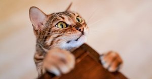 cat trying to climb on a table