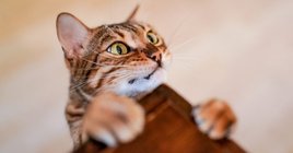 cat trying to climb on a table