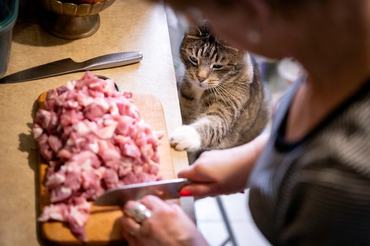cat trying to steal some meat from the counter