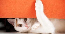 cat under a sofa