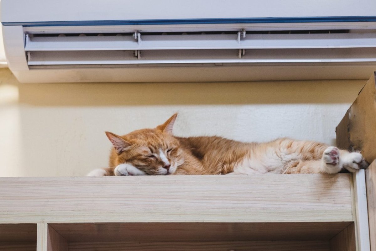 cat under an AC unit