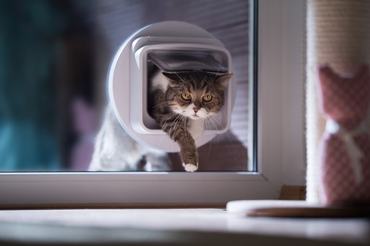 cat uses a cat door