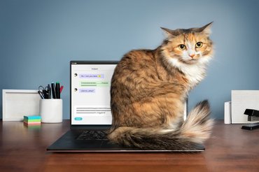 cat watching a computer
